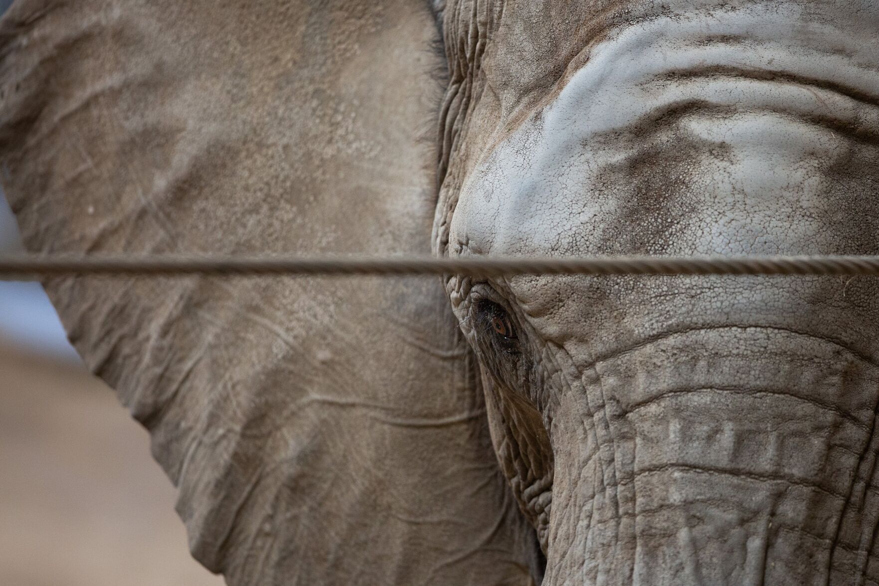 elephants